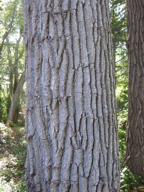 Trees Of Santa Cruz County Populus Trichocarpa Western Poplar
