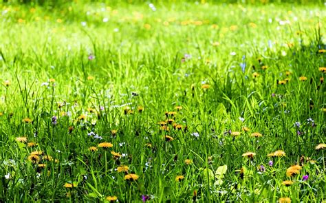 Free Picture Flower Flora Lawn Meadow Nature Summer Field Green