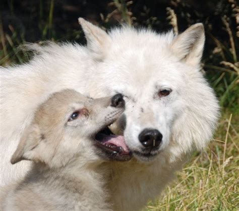 Arctic Wolf Automobile Zone Poaching Animals Animals