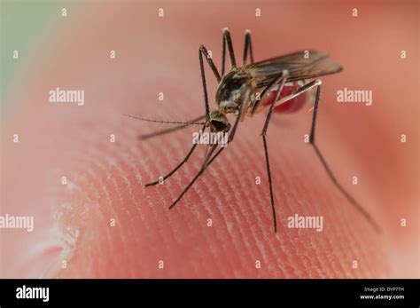 Aedes Triseriatus Mosquito Female Biting On Human Skin Stock Photo Alamy