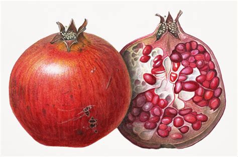 Pomegranate 1995 Wc On Paper Margaret Ann Eden As Art Print Or