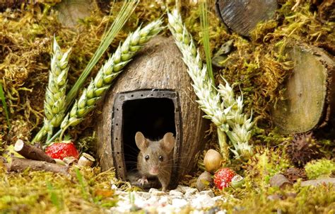 Photographer Built A Village For Mice Журнал Ярмарки Мастеров