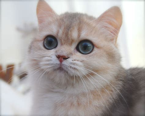 Golden British Shorthair Cat Breeders Pets And Animal Galleries