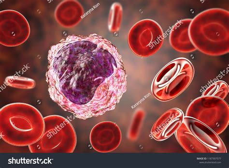 Monocyte Surrounded By Red Blood Cells Stock Illustration 1187307577