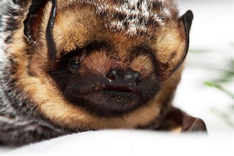 Hoary Bat Facts Habitat Diet Lifespan Adaptations Pictures