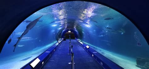 Oceans The Shark Tunnel Zoochat