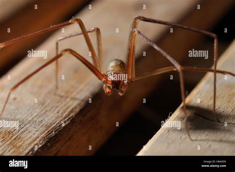 Brown Violin Spider Loxosceles Rufescens Worldwide Distribution