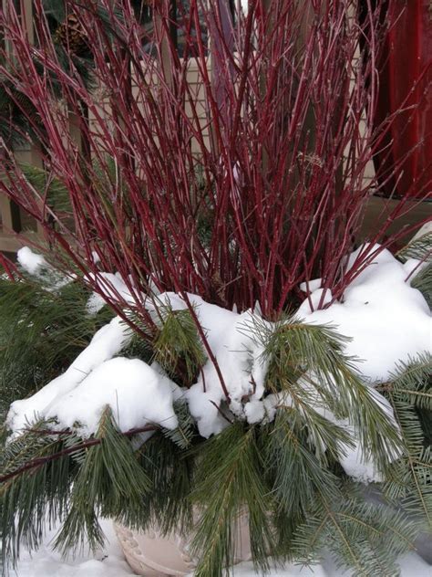 I Use So Much Red Twig Dogwood Branches Christmas Joy All Things