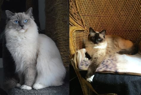 Himalayan Vs Ragdoll Cat The Differences And Which One Is Best For