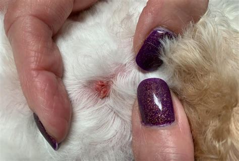 What Causes Warts On Older Dogs