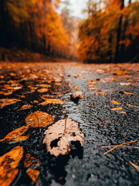 Rain And Autumn Wallpapers Wallpaper Cave
