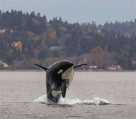 Puget Sound Orcas Are In Town Chasing Chum And Wowing Ferry Riders