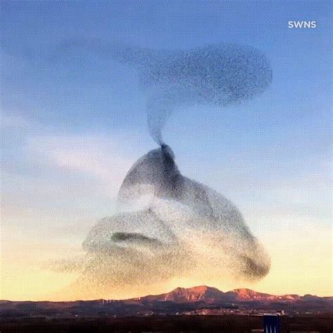 Flock Of Birds Swarm Over A Sunseti Could Watch This All Day 