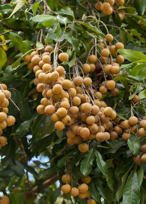 Biew Kiew Longan Fruit Tree Dimocarpus Longan Sow Exotic