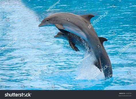 Two Dolphins Are Jumping Out Of The Water Stock Photo 3145733