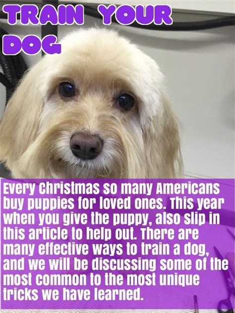 Maybe you would like to learn more about one of these? Prepare Yourself For Taking Care Of A Dog | Easiest dogs ...