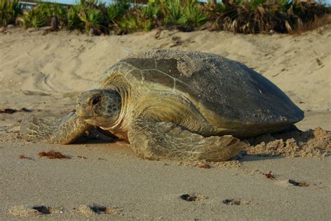 Sea Turtle Walks In Florida Florida Hikes