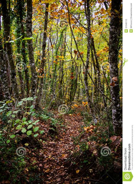 Path Through Enchanted Autumn Forest Stock Photo Image Of Pine