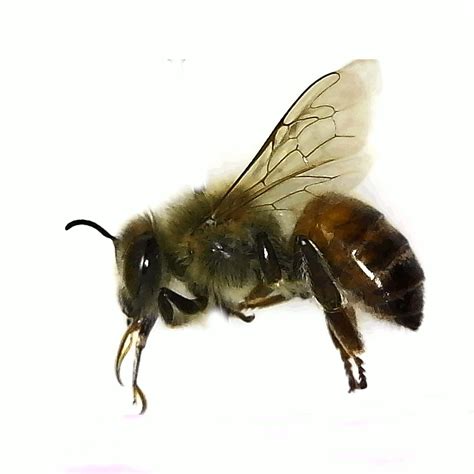 Honey Bee Worker Apis Mellifera