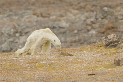 Heartbreaking Video Of A Starving Polar Bear Shows The Soul Crushing