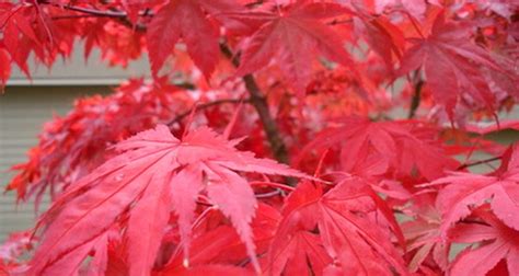 How To Identify Trees With Dark Red Leaves