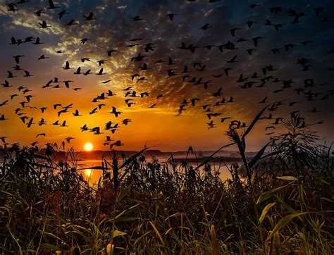 Sunset Flock Of Birds Migratory Birds Swarm Birds Sky Geese Wild
