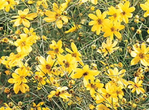 I've been deadheading it every few days just to keep it looking neat. Coreopsis (Threadleaf) - verticillata 'Moonbeam' - DeGroot