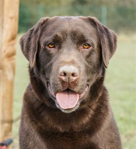 Fully Health Tested Chocolate Labrador Retriever For Stud