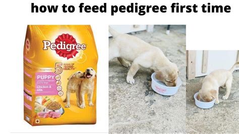 How To Give Pedigree First Time To Your Puppy The Right Way To Feed