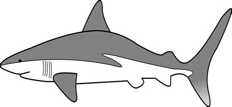 Simple Shark Drawing Free Download On Clipartmag