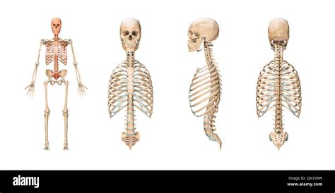 Huesos Axiales Precisos Del Sistema Esquelético Humano O Esqueleto