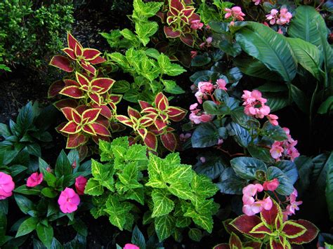 Natural Perennial Plants For Shade Homesfeed