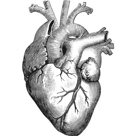 Anatomical Heart Vector Illustration Free Svg