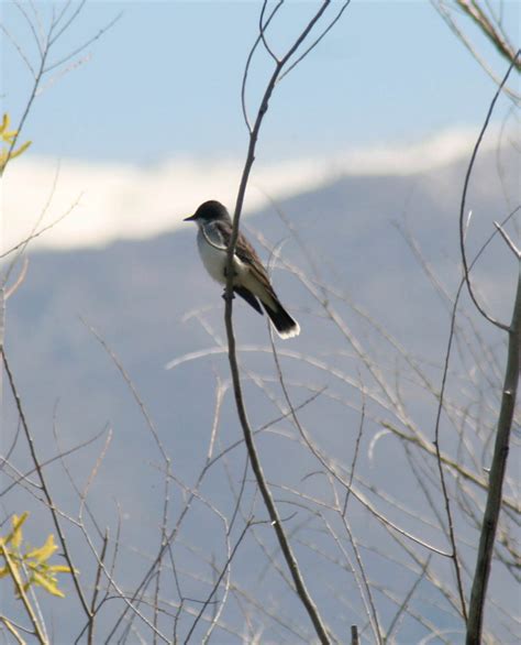 Though they're familiar town and city birds, american robins are at home in wilder areas, too, including mountain forests. Steve's Bird'n Blog: August Bird of the Month Eastern Kingbird