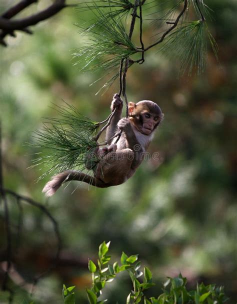 Baby Monkey Hanging From A Tree Branch Stock Photo Image 49684522