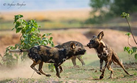 African Wild Dogs Lycaon Pictus Juzaphoto