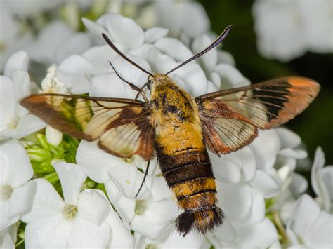 Dan Simon Macrophotography — A Snowberry Clearwing Moth Hemaris