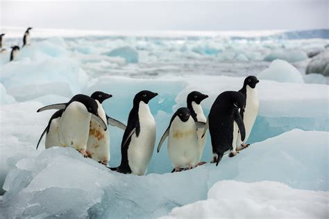 Adelie Penguins On Ice Brown Bluff Antarctica Voyage 7627 Silver