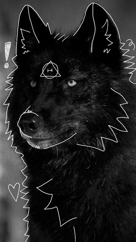Black Wolf Pfp Black Wolf Animal Drawings Animal Photography