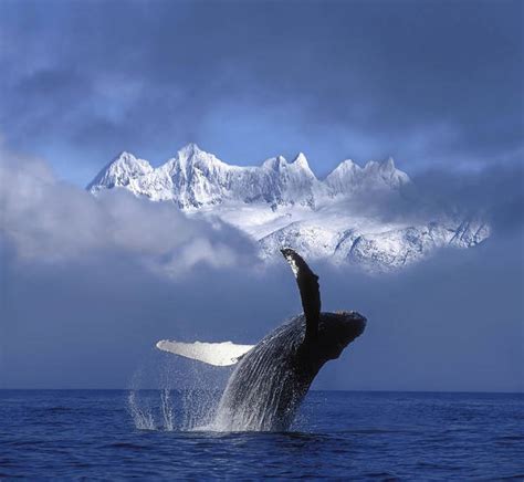 Only the best hd background pictures. Museum-Quality Humpback Whale Photographs | Fine Art America