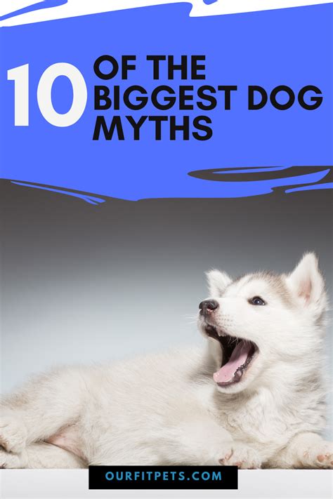 10 Of The Biggest Dog Myths Our Fit Pets Dogs Big Dogs Myths