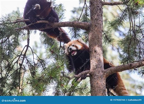 Red Panda Climbing Up A Tree Stock Photo Image Of Food Climbing