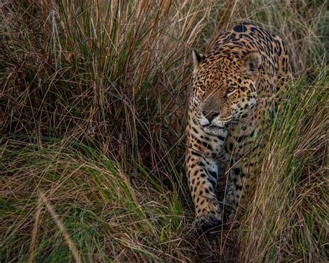 National Geographic Travel On Instagram A Jaguar Paces In Tall Grass