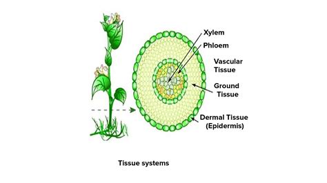 What Are The 3 Main Types Of Plant Tissue