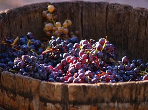 Harvesting Grapes Stock Image Colourbox