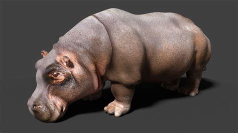 Hippopotamus 3d Hippo 3d Model Cgtrader