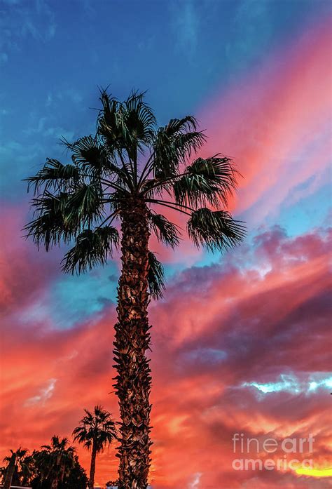 Beautiful Palm Tree Photograph By Robert Bales Fine Art America