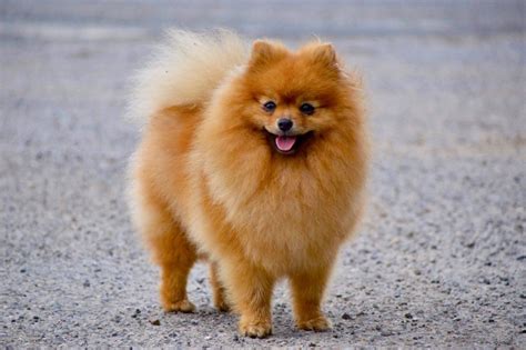 Voici une ou plusieurs définitions pour le mot loulou afin de vous éclairer pour résoudre vos mots fléchés et mots croisés. Chien - Elevage Des Loulou De Pomeranie - eleveur de ...