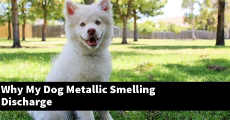 Why My Dog Metallic Smelling Discharge Puptopics