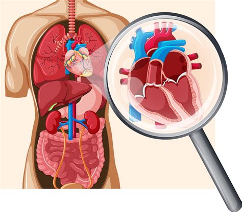 Human Heart And Circulatory System 368474 Vector Art At Vecteezy